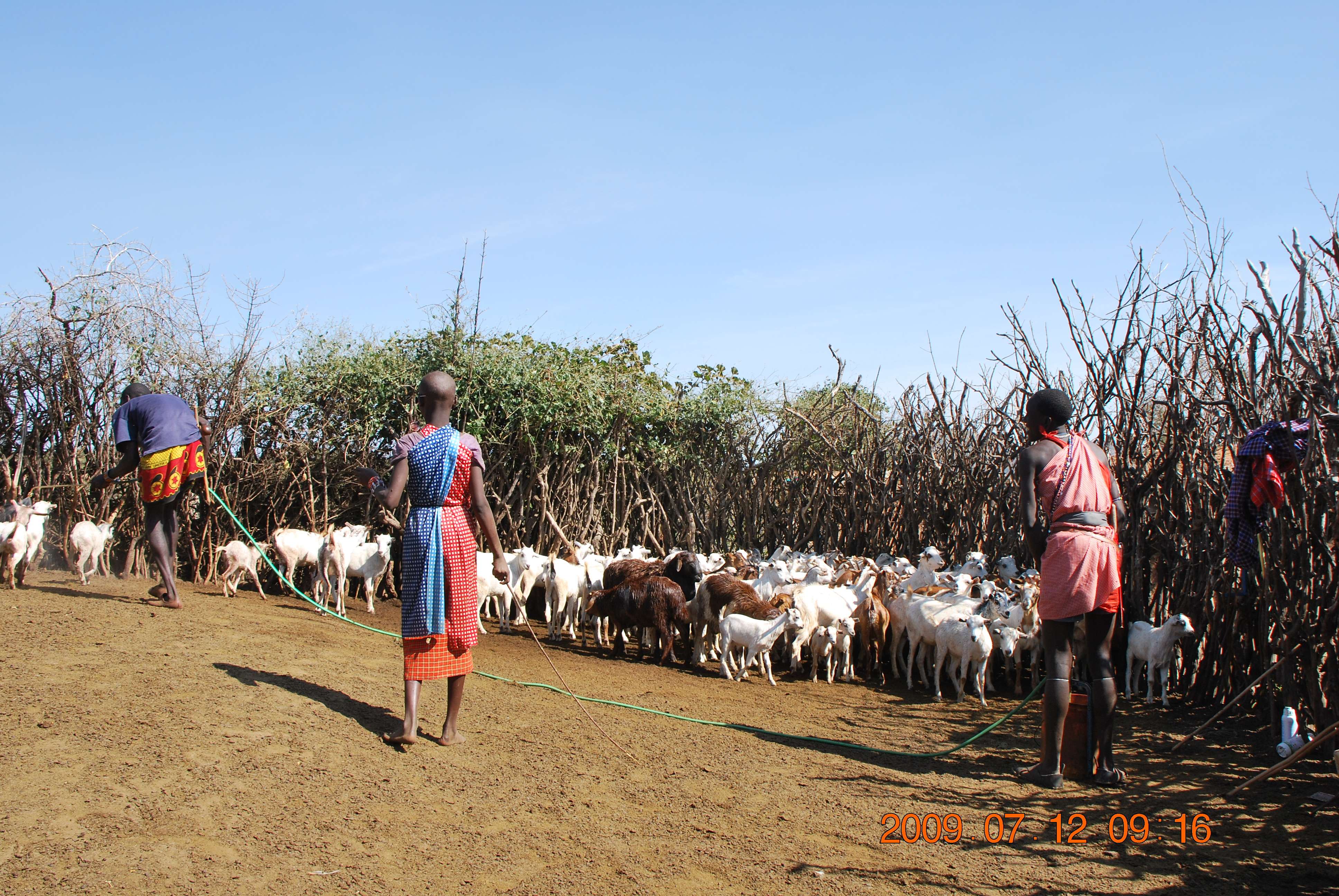 Los Masais. Un pueblo frente a una encrucijada - Kenia una experiencia inolvidable (4)